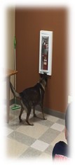 K9 search 2.jpg