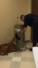 K9 search 3.jpg