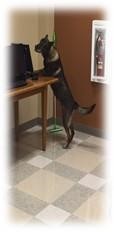K9 search.jpg