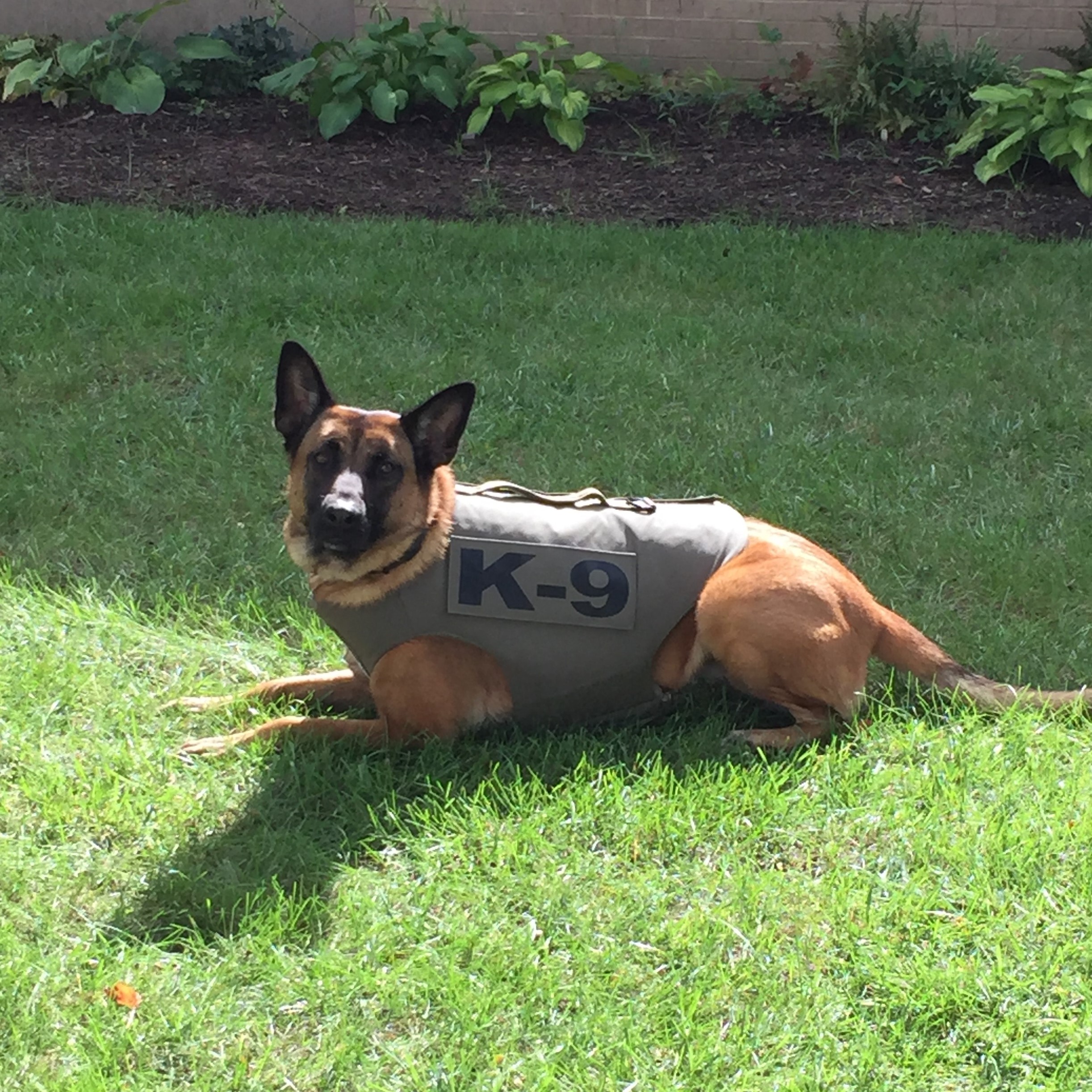 Nebula with K9 vest.jpg