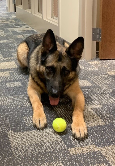 Yogi ball.jpg